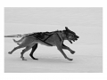 005sw Hunde